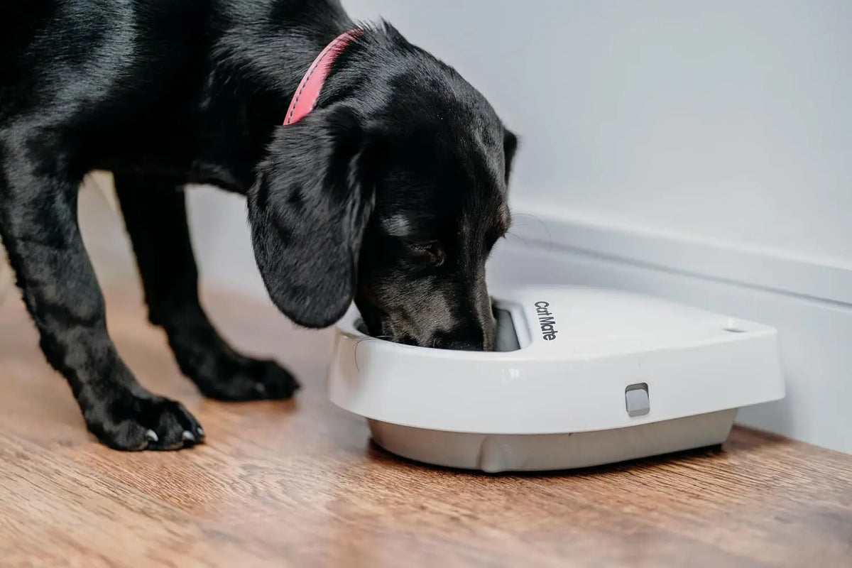 Cat Mate C300 Automatic Digital Pet Feeder With Ice Pack