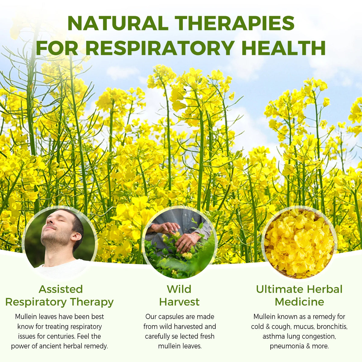 Minch Natural Mullein Leaf Capsules For Respiratory Health