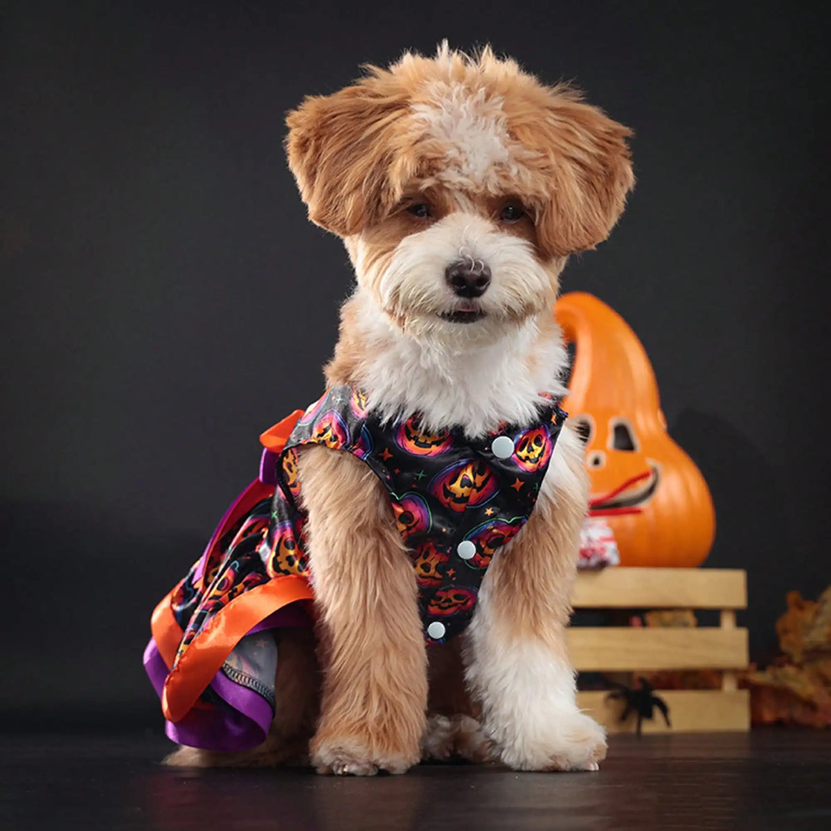 Funny Pumpkin Skull Print Halloween Dog Dress With Bowknot